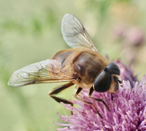 Hoverfly delle api — Bild 5
