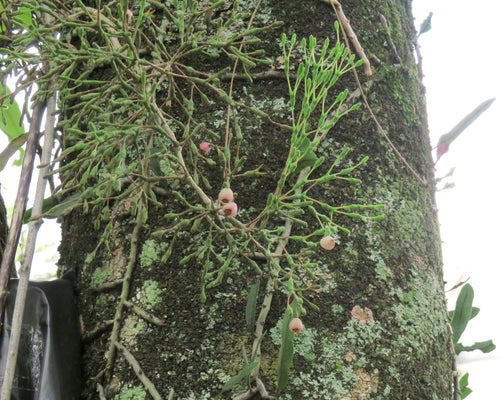 Cactus di corsa — foto 3 di 3