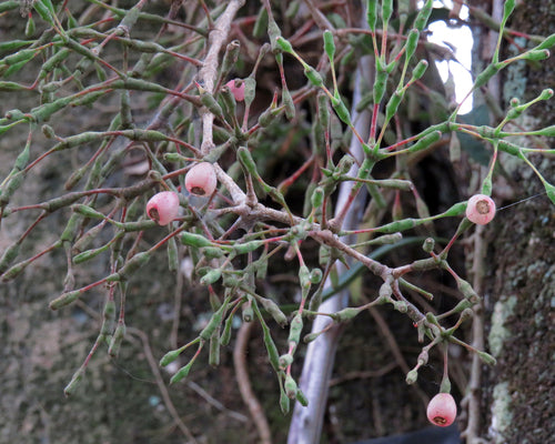 Cactus di corsa — foto 1 di 3