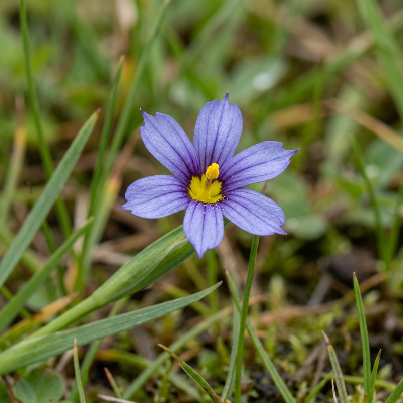 Giglio di fretta (Sisyrinchium), illustrazione IA