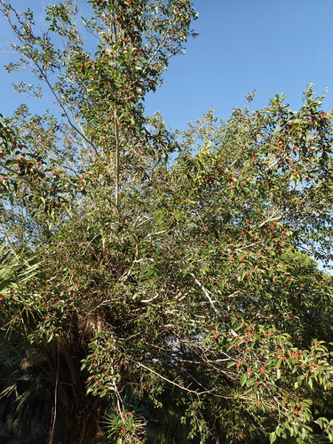 Fico di betulla — Bild 3