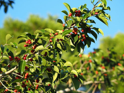 Birkenfeige - Bild 8