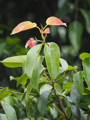 Birkenfeige - Bild 4