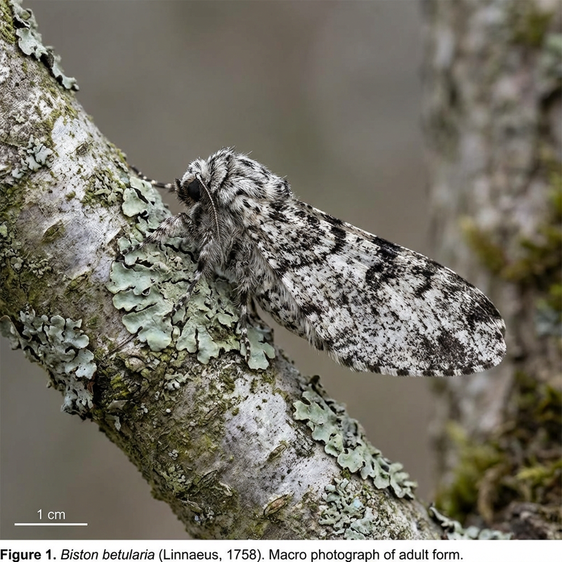 Falena pepata