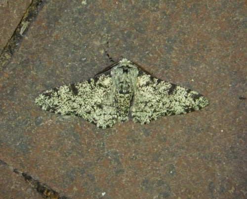 Falena pepata — Bild 4