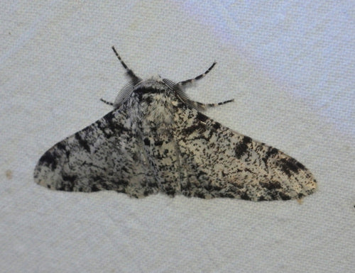 Falena pepata — Bild 5