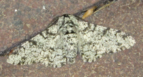 Falena pepata — Bild 3
