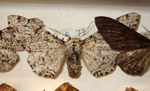 Falena pepata — Bild 2