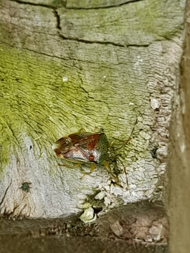Insetto di betulla — foto 5 di 11