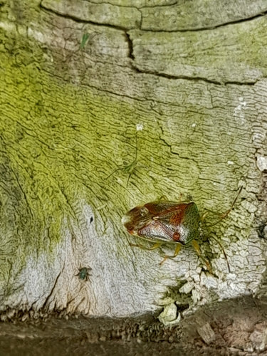 Insetto di betulla — foto 4 di 11