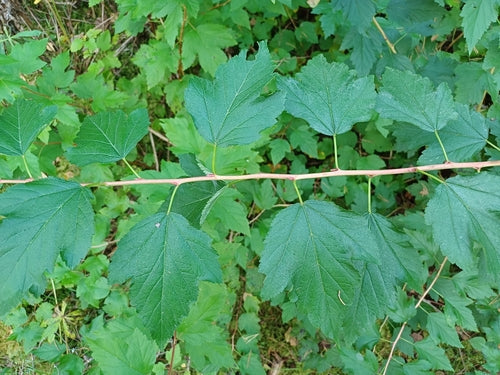 Longarone della vescica — Bild 5