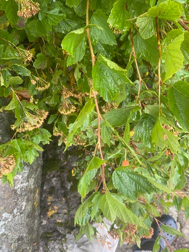 Longarone della vescica — Bild 3