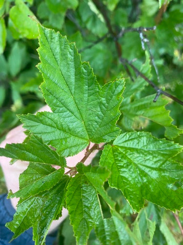 Longarone della vescica — Bild 2