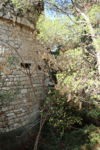 Vescica — foto 3 di 9