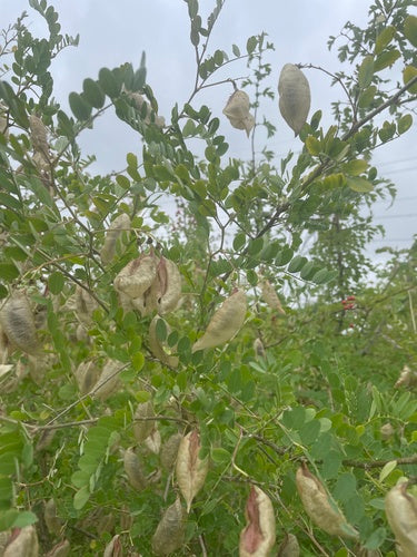 Vescica — foto 2 di 9