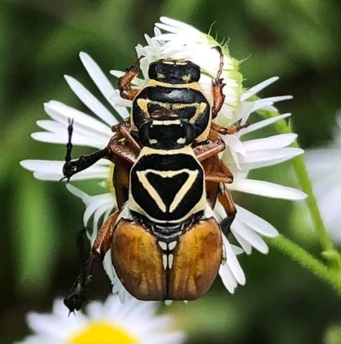 scarabeo — Bild 5