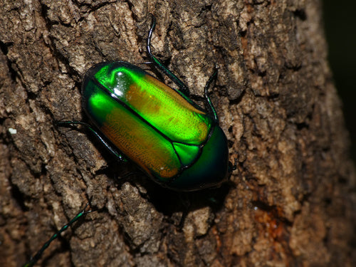 scarabeo — Bild 4