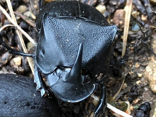scarabeo — Bild 2
