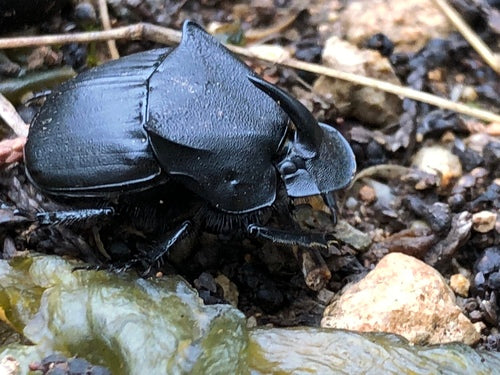 scarabeo — Bild 3