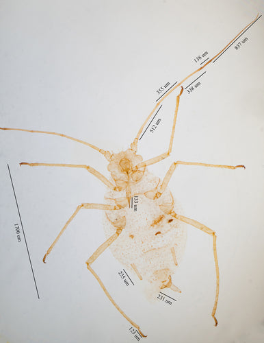 Afidi — Bild 3