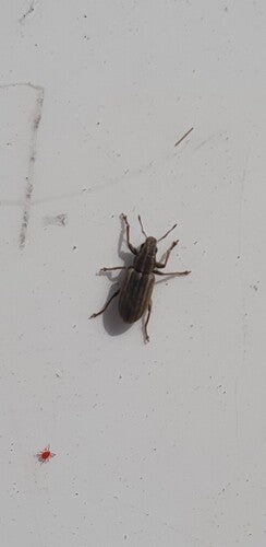 Scarabeo del bordo fogliare — Bild 3