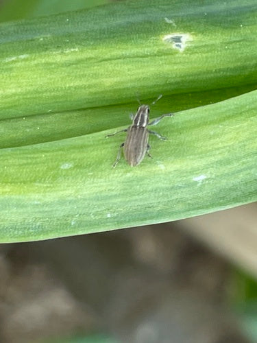 Scarabeo del bordo fogliare — Bild 5