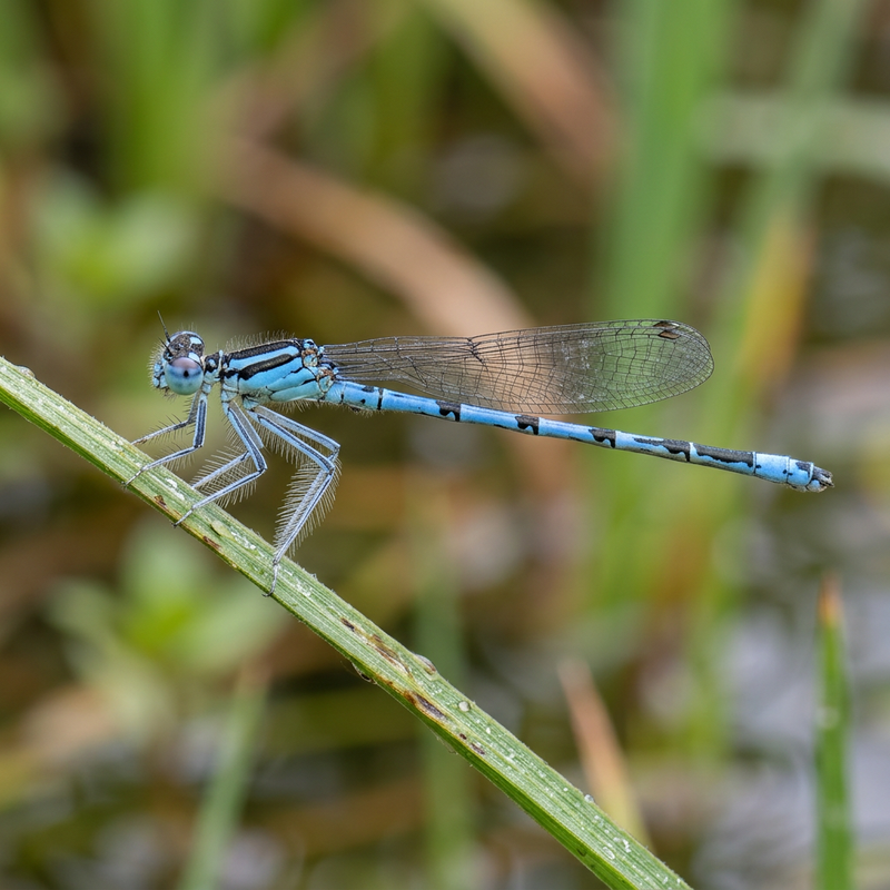 Libellula di piume blu