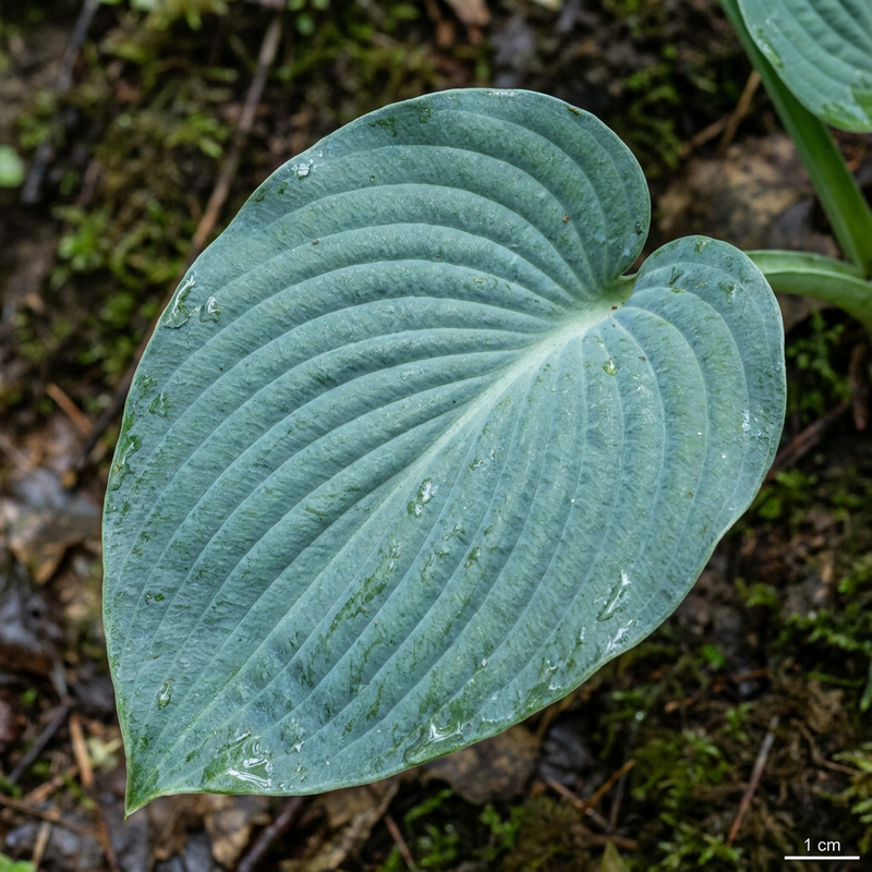 Hosta blu