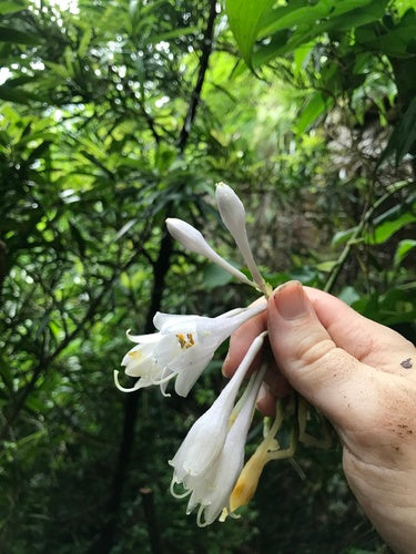 Hosta blu — foto 5 di 8