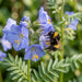 Blüte von Blaue Himmelsleiter (Polemonium caeruleum) in Nahaufnahme (KI-generiert)