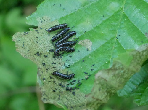 Scarabeo delle foglie di ontano blu — Bild 1