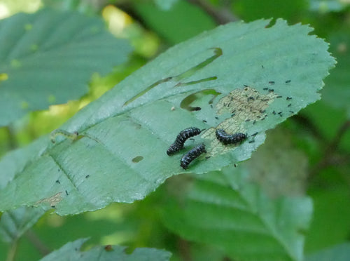 Scarabeo delle foglie di ontano blu — Bild 3