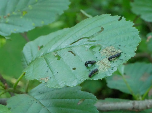 Scarabeo delle foglie di ontano blu — Bild 2