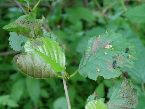 Scarabeo delle foglie di ontano blu — Bild 4