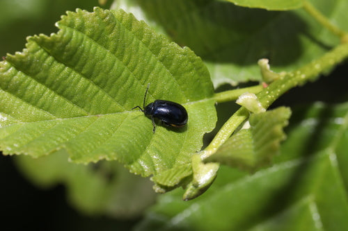 Scarabeo delle foglie di ontano blu — Bild 3