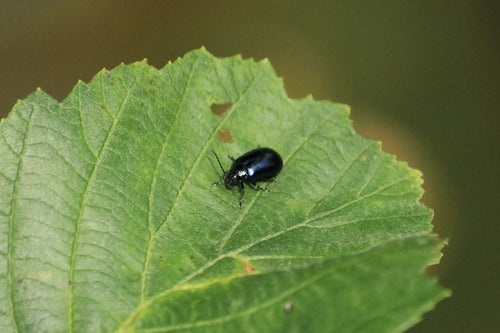 Scarabeo delle foglie di ontano blu — Bild 5