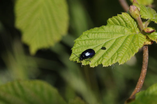 Scarabeo delle foglie di ontano blu — Bild 5
