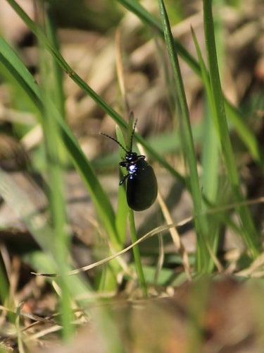 Scarabeo delle foglie di ontano blu — Bild 4