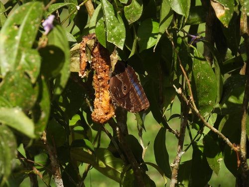 Farfalla morfo blu — Bild 5