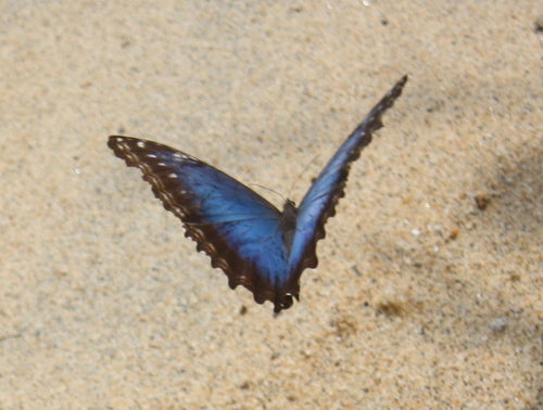 Farfalla morfo blu — Bild 4