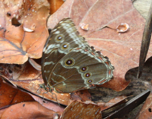 Farfalla morfo blu — Bild 3