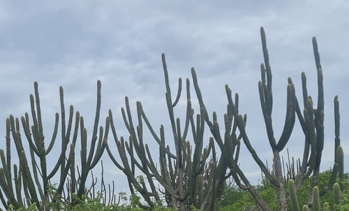 Cactus colonnare blu — foto 2 di 2