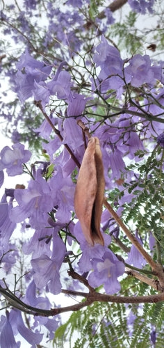 Albero di campanule — foto 5 di 11