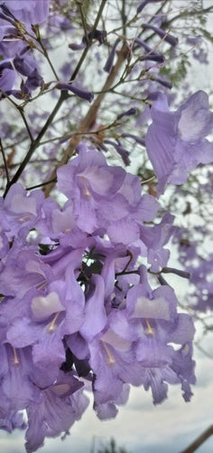 Albero di campanule — foto 4 di 11