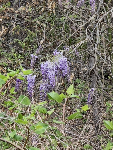 Glicine — Bild 2