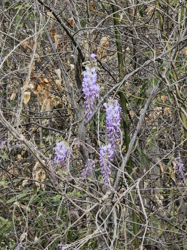 Glicine — Bild 1