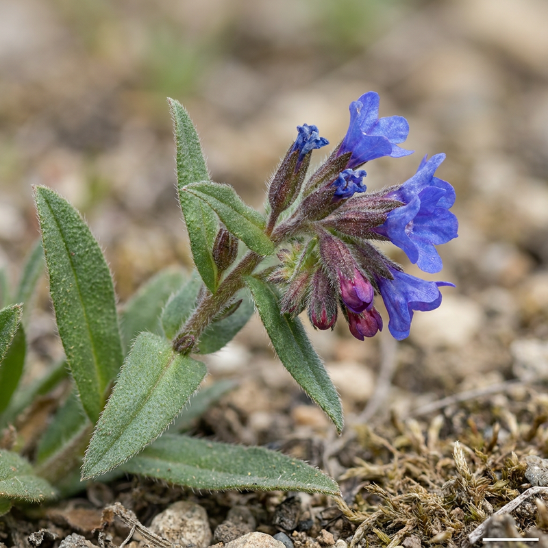 Seme di pietra blu-rossa