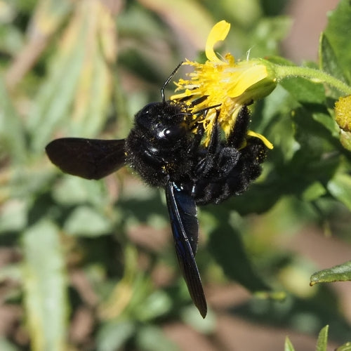Ape carpentiere blu-nera — Bild 2