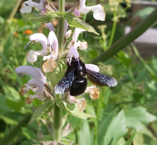 Ape carpentiere blu-nera — Bild 5