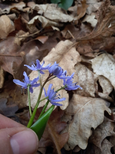 Bluestar — Bild 5